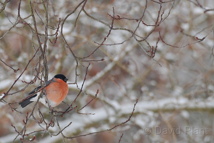 Bullfinch - C.jpg - Bullfinch in the snow - Gloucestershire